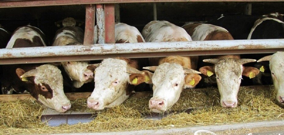 Nowe obowiązki dla hodowców zwierząt. 18 czerwca to najważniejszy termin