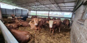 Ceny bydła 08.04.2026: 19 zł/kg, ale nie każdy tyle dostanie