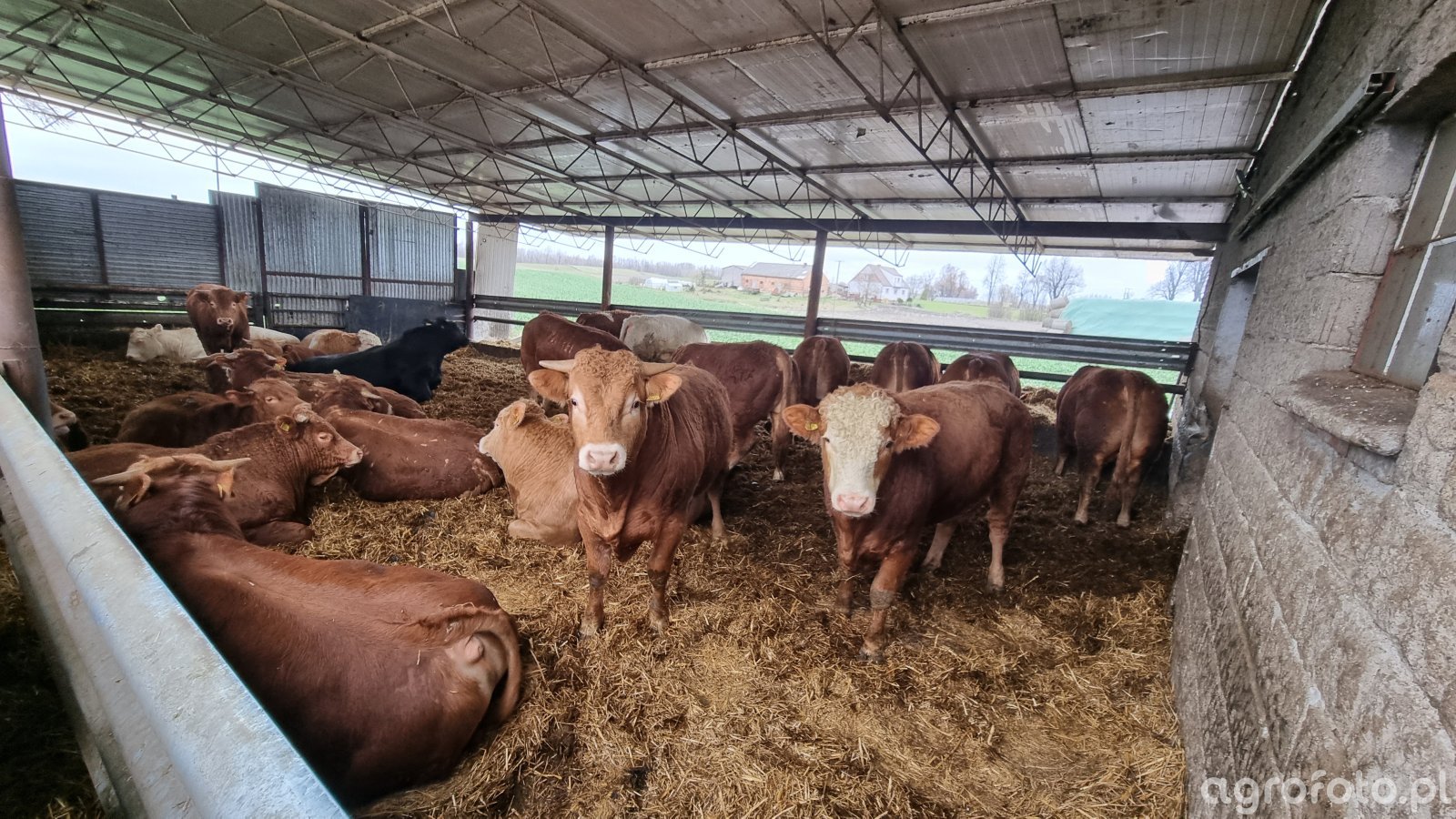 Ceny bydła 08.04.2026: 19 zł/kg, ale nie każdy tyle dostanie