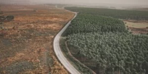 Będzie ochrona przed produktami powodującymi wylesianie