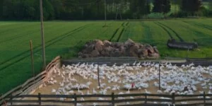 Rzekomy pomór drobiu 2026 narasta. Dramat polskich hodowców