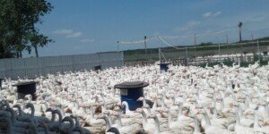 Ptasia grypa w&nbsp;Polsce przyspiesza. „To moment, w&nbsp;którym należy działać”