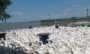 Ptasia grypa w&nbsp;Polsce przyspiesza. „To moment, w&nbsp;którym należy działać”