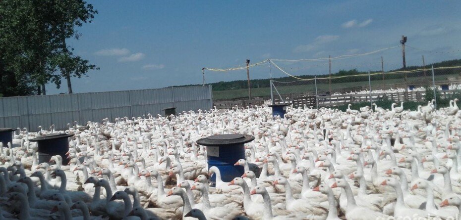 Ptasia grypa w&nbsp;Polsce przyspiesza. „To moment, w&nbsp;którym należy działać”