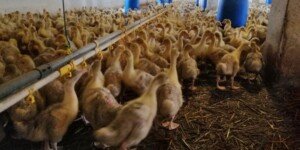 Ptasia grypa 2026 uderza w&nbsp;kolejne fermy