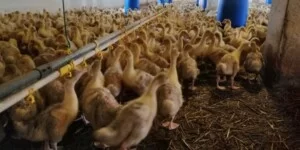 Ptasia grypa 2026 uderza w&nbsp;kolejne fermy