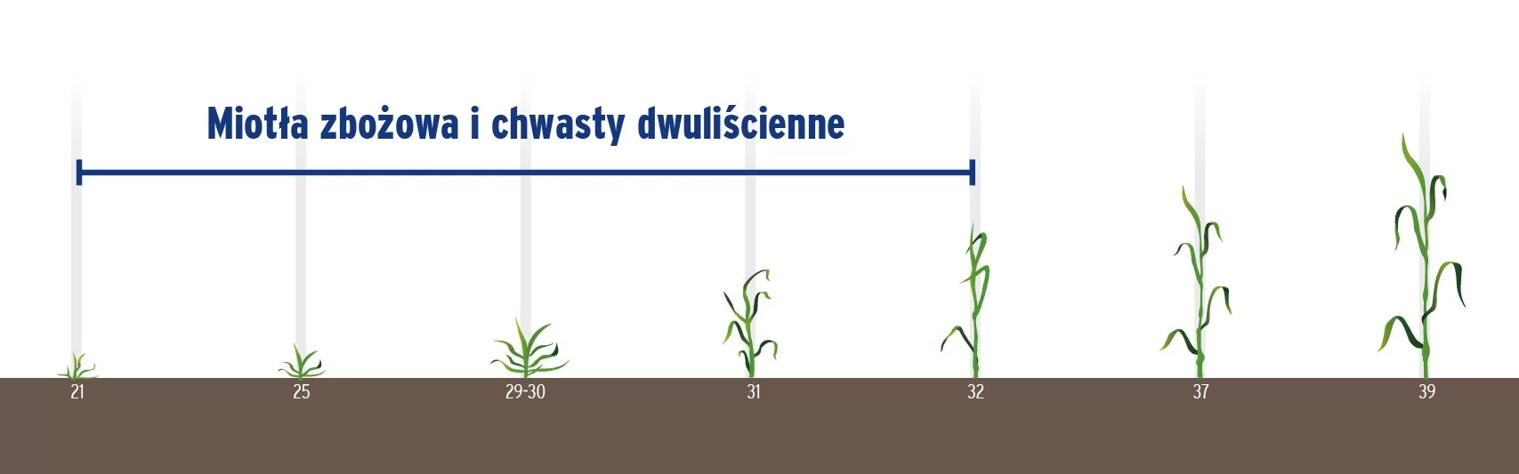 Wiosenne odchwaszczanie zbóż Pacyfik DUO – opinia eksperta