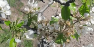 Straty mrozowe w&nbsp;sadach 2026. Maliszewski zapowiada pomoc