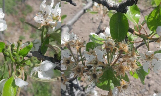 Straty mrozowe w&nbsp;sadach 2026. Maliszewski zapowiada pomoc