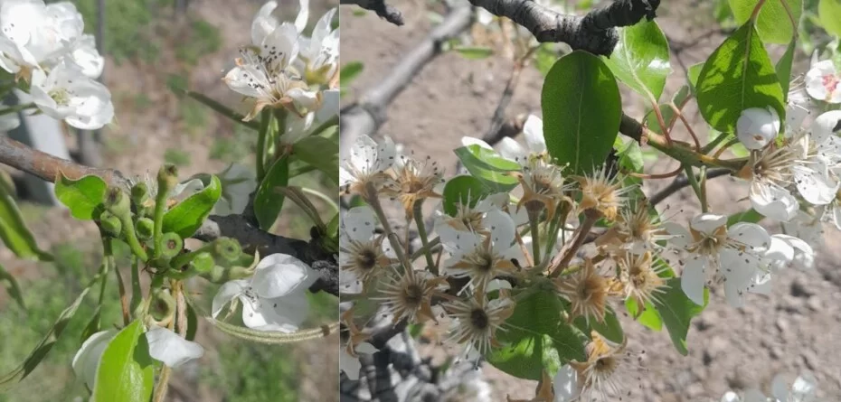 Straty mrozowe w&nbsp;sadach 2026. Maliszewski zapowiada pomoc
