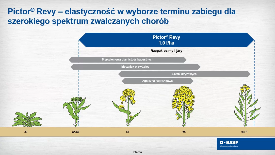 Skuteczna ochrona rzepaku w&nbsp;fazie opadania płatka: Jak wygrać z&nbsp;presją zgnilizny twardzikowej?