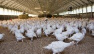 Ptasia grypa w Polsce. W kwietniu 1,6 mln szt. drobiu do likwidacji