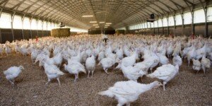 Ptasia grypa w&nbsp;Polsce. W&nbsp;kwietniu 1,6 mln szt. drobiu do likwidacji