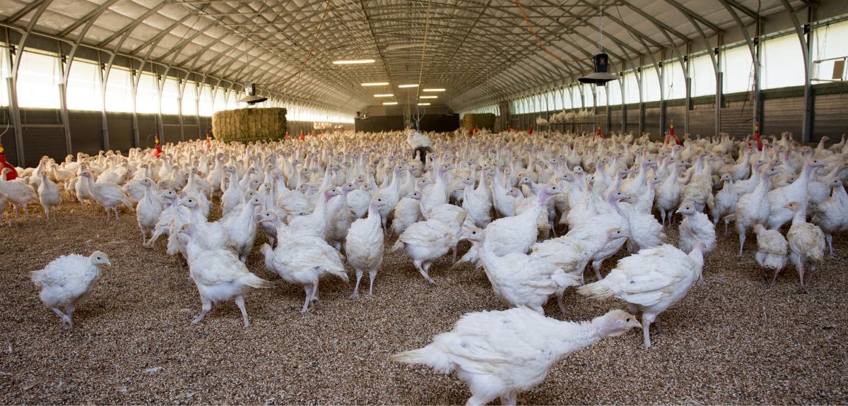 Ptasia grypa w Polsce. W kwietniu 1,6 mln szt. drobiu do likwidacji