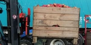 Jaka cena jabłek przemysłowych? Czas na sprzedaż się kurczy