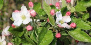 Przymrozki wiosenne 2026: uderzą 21 kwietnia. Jak chronić sady