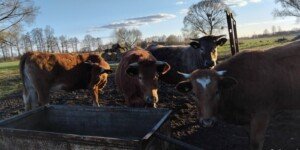 Ceny skupu bydła 2026. Stawki i&nbsp;prognozy rynku