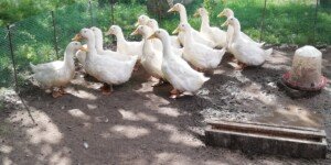 Nowe ogniska ptasiej grypy 2026. Tysiące sztuk do likwidacji