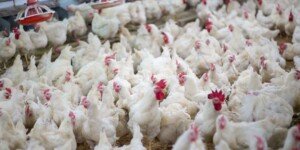 Nowe ogniska rzekomego pomoru drobiu. Ponad 2,7 mln sztuk do likwidacji