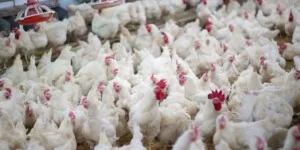 Nowe ogniska rzekomego pomoru drobiu. Ponad 2,7 mln sztuk do likwidacji