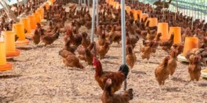 Rzekomy pomór drobiu 2026 uderza. Tysiące ptaków do likwidacji