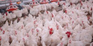 Ptasia grypa koncentruje się w&nbsp;Polsce. 78 ognisk, 5,5 mln sztuk