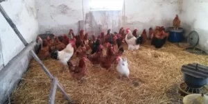 Nowe ogniska rzekomego pomoru drobiu. Skala zakażeń rośnie