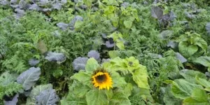 Czy międzyplony kradną wodę? Eksperci wyjaśniają