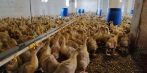 Grypa ptaków 2026 eskaluje. GIW reaguje i&nbsp;dodatkowo likwiduje zdrowe ptaki