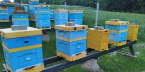 Dopłaty do pszczół 2026