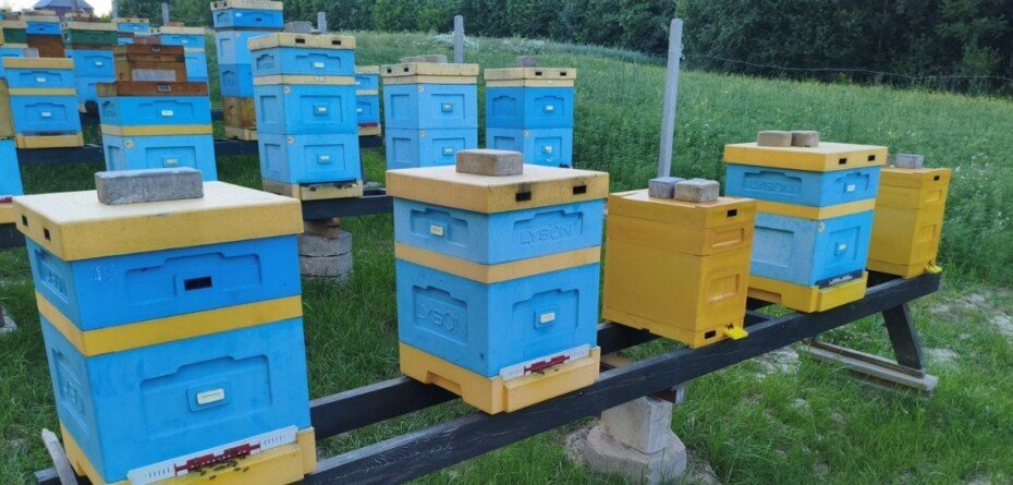 Dopłaty do pszczół 2026