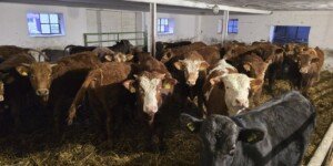 Dobrostan zwierząt 2025 – stawki niższe. Rolnicy dostaną mniej