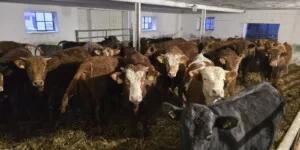 Dobrostan zwierząt 2025 stawki