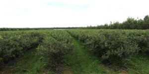 Eksport polskich borówek do Indonezji coraz bliżej