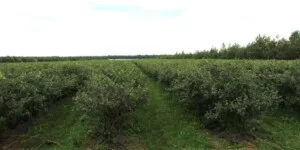 Eksport polskich borówek do Indonezji coraz bliżej