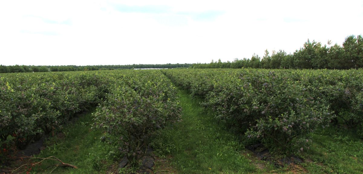 Eksport polskich borówek do Indonezji coraz bliżej