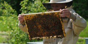Czy pszczoły miodne są zagrożeniem? Spór rządu i&nbsp;pszczelarzy narasta