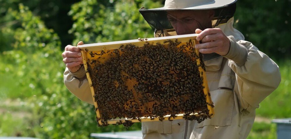 Czy pszczoły miodne są zagrożeniem? Spór rządu i pszczelarzy narasta