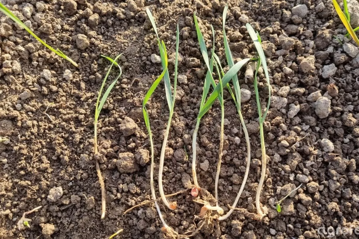 nawozy bez wody. Siewki pszenicy jarej siane zbyt głęboko aby wykorzystać wilgoć. Jak uratować pszenicę jarą podczas suszy