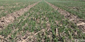 Jak działa gleba regeneratywna w&nbsp;praktyce