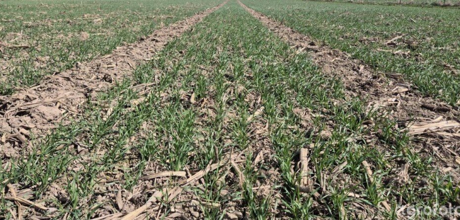 Jak działa gleba regeneratywna w praktyce