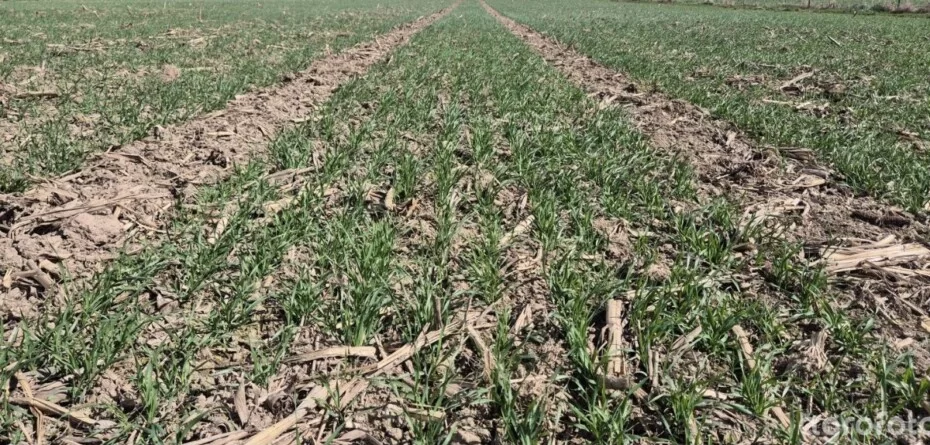 Jak działa gleba regeneratywna w&nbsp;praktyce