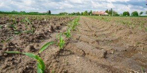 Siła wyższa ARiMR 2026: zgłosisz i&nbsp;zachowasz dopłaty