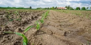 Siła wyższa ARiMR 2026: zgłosisz i&nbsp;zachowasz dopłaty