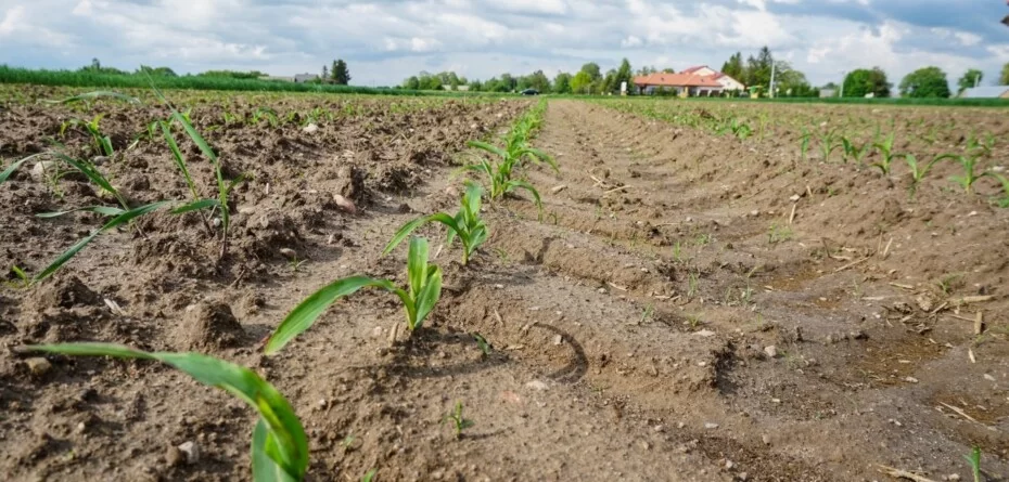 Siła wyższa ARiMR 2026: zgłosisz i&nbsp;zachowasz dopłaty