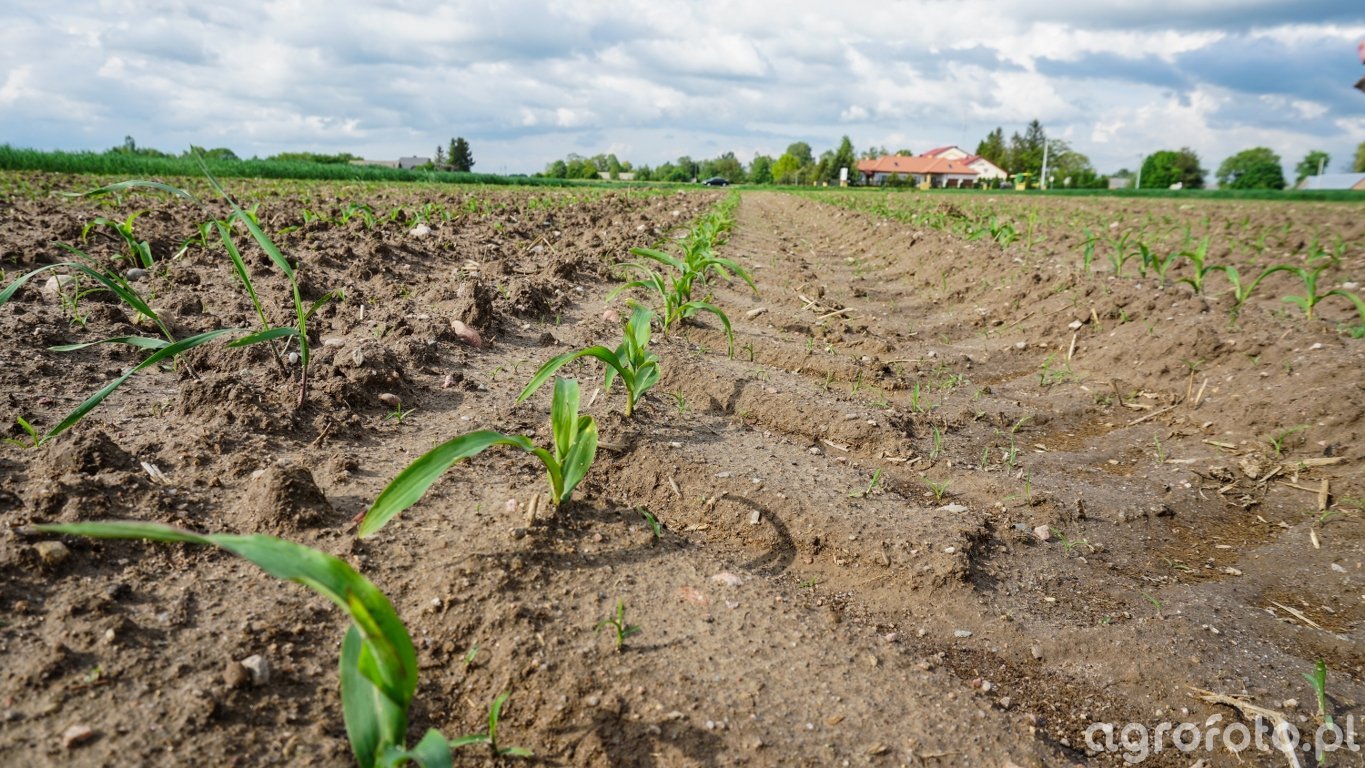 Siła wyższa ARiMR 2026: zgłosisz i zachowasz dopłaty