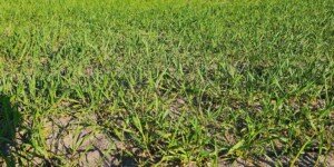 Nawozy bez wody nie działają. Ekspert radzi, jak ratować plony?