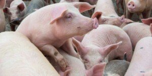 Ceny tuczników 2026 rosną. Świń zaczyna brakować