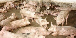 Ceny tucznika w&nbsp;kwietniu 2026. Sprzedawać czy czekać?