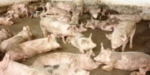 Ceny tucznika w&nbsp;kwietniu 2026. Sprzedawać czy czekać?